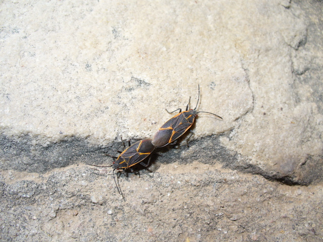 Bug sex